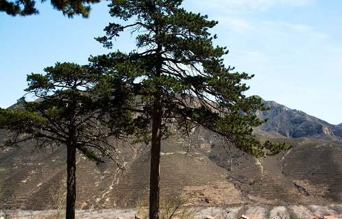內蒙古油松 內蒙古油松