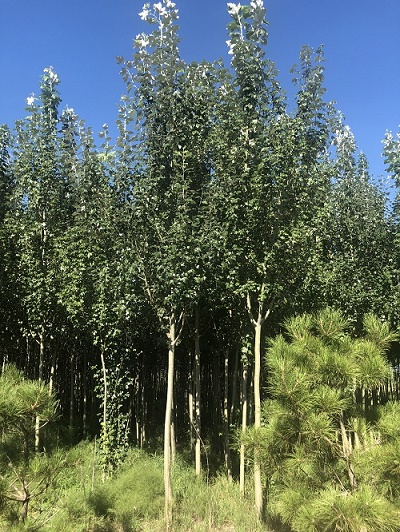 新疆楊樹