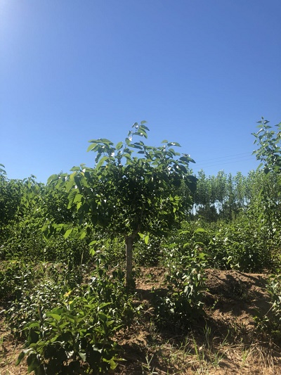 桑樹
