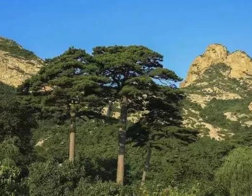 內(nèi)蒙古油松 內(nèi)蒙古油松