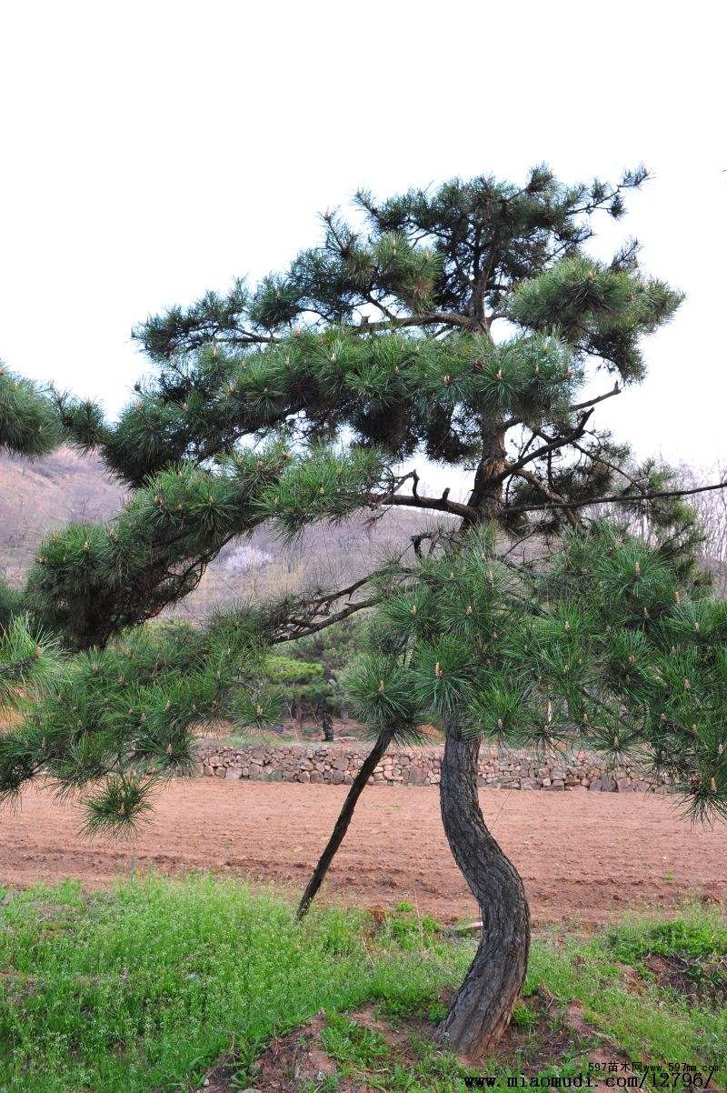油松根雕應當怎么進行保養? 油松根雕應當怎么進行保養?