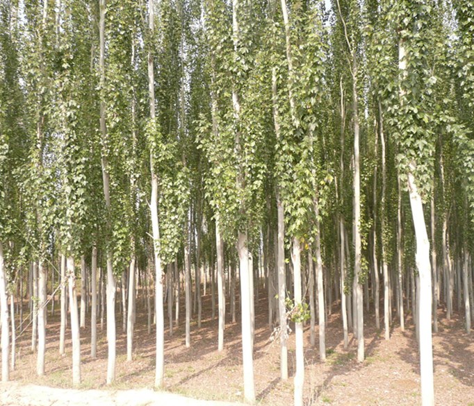 在種植新疆楊的時候應該注意哪些問題? 在種植新疆楊的時候應該注意哪些問題?